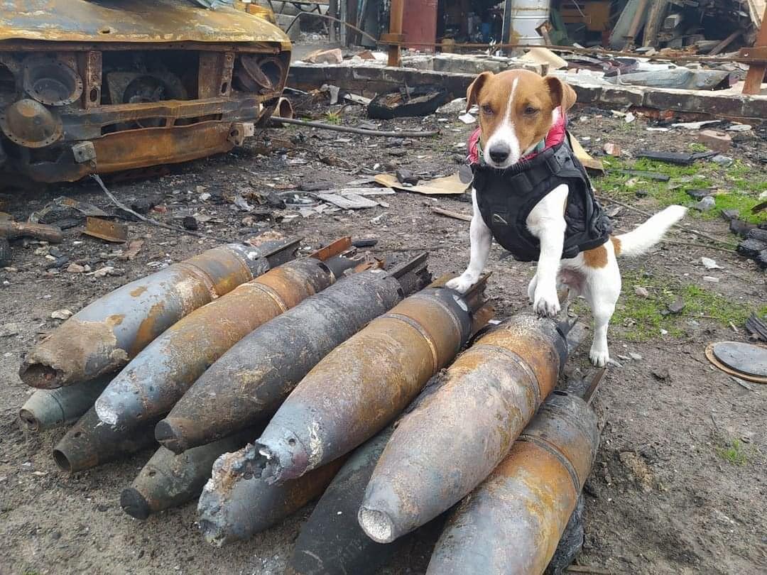 Український пес-сапер Патрон отримав Каннську премію Palm Dog Award